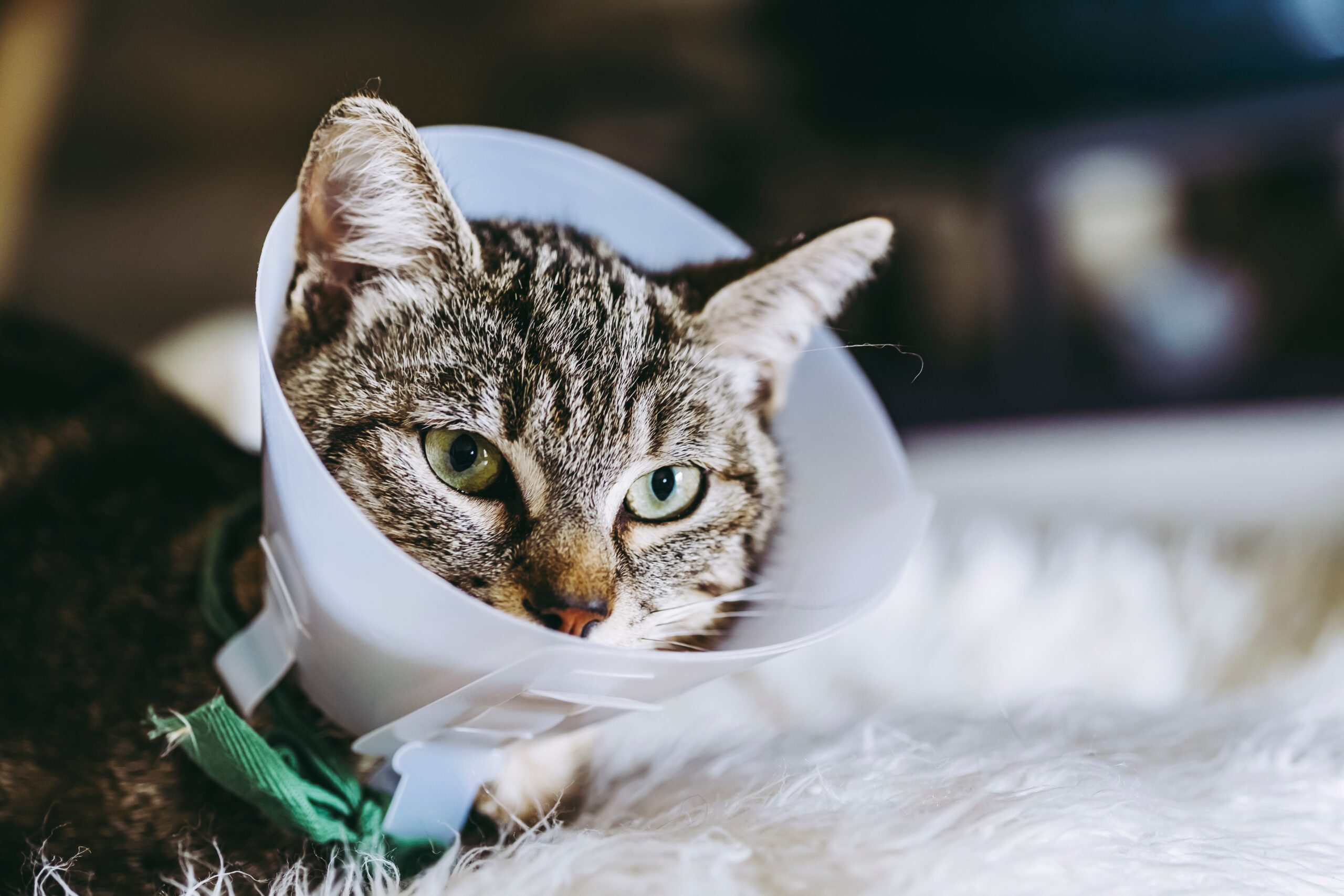 Jeune chat tigré malade portant une collerette -  Soins vétérinaires félin