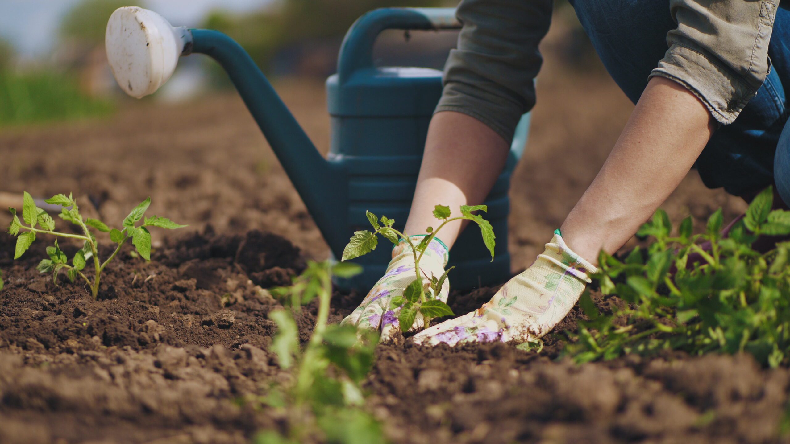 Farmer hands planting to soil tomato seedling