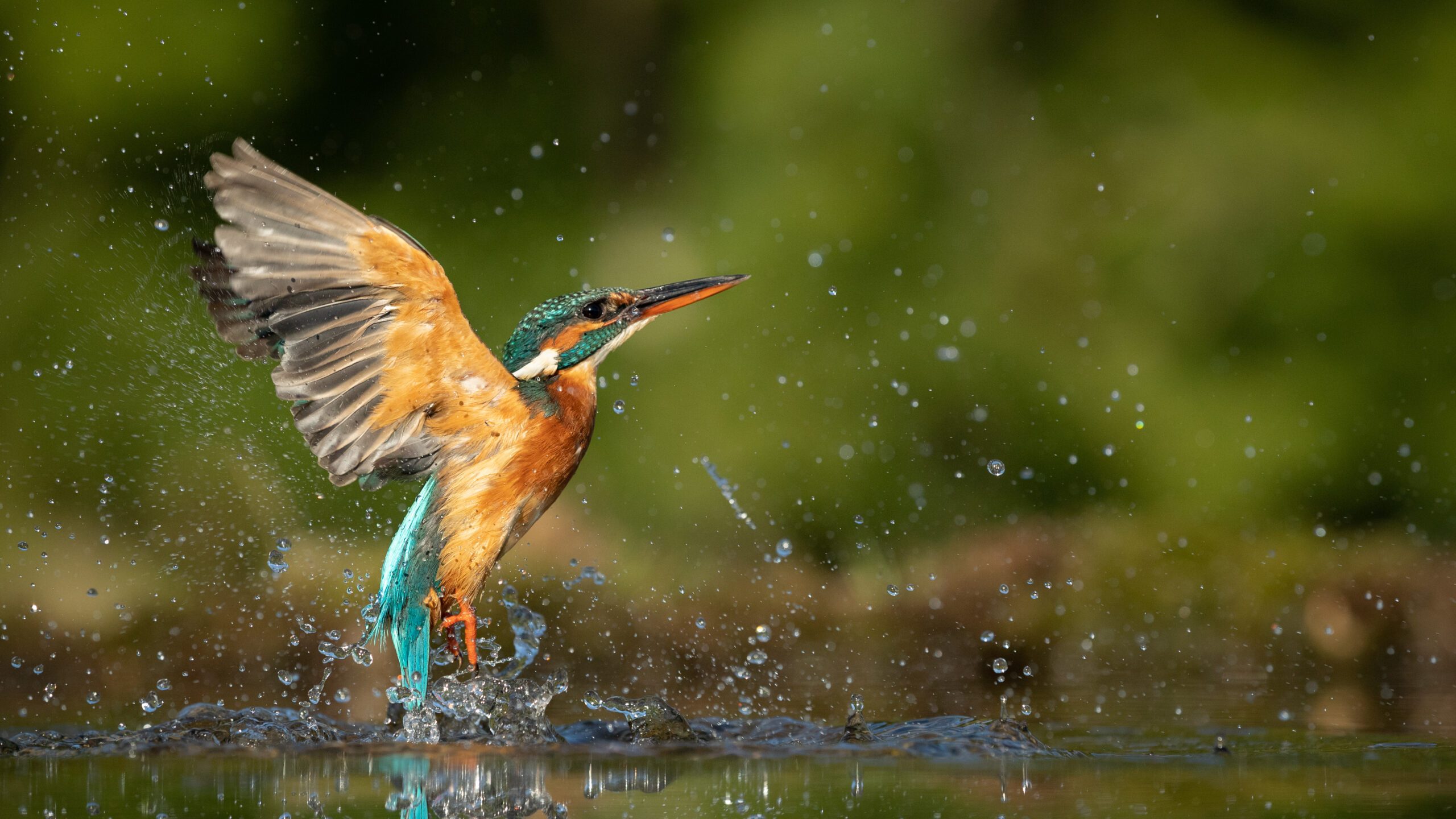 Female Kingfisher emerging from the water after an unsuccessful